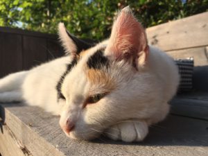 kat