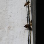 bij dode bijen schoonmaak