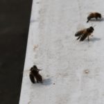 honingbij dode bij schoonmaak