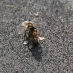 bij dode honingbij schoonmaak