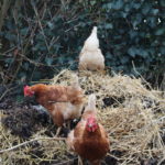 moestuin bemesten
