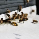 voorjaarsinspectie stuifmeel honingbij