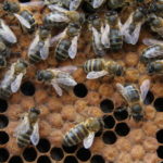 voorjaarsinspectie gesloten broed honingbij