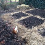 moestuin