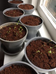 moestuin