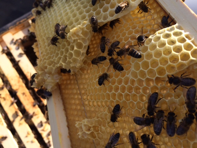 voorjaarsinspectie raat honing bij