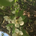 perenbloesem en honingbij