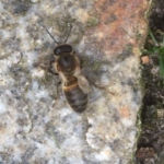 honingbij misvormde vleugels