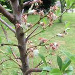 moestuin amandelboom