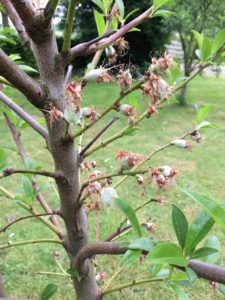 moestuin amandelboom