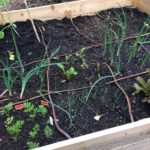 moestuin moestuinbak