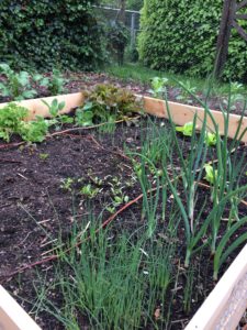 moestuin moestuinbak