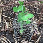 moestuin de gapershof peultjes