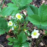 moestuin aardbei de gapershof