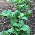 moestuin aardappelen frieslander