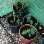 moestuin tomaten komkommer