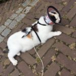 kat plaveiselcelcarcinoom