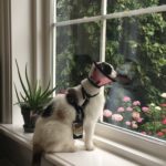 kat plaveiselcelcarcinoom