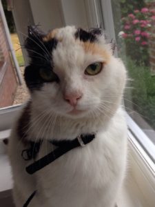 kat plaveiselcelcarcinoom