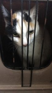 kat plaveiselcelcarcinoom