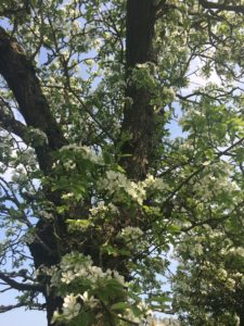 perenboom perenlikeur