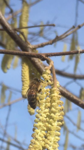 stuifmeel honingbij hazelaar