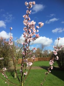 amandelboom