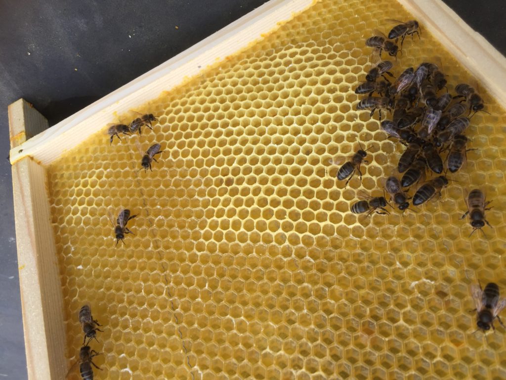 Het zwermen van bijen uitstellen, hoe doe je dat en wanneer?