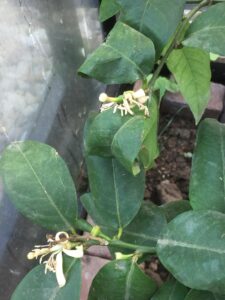 citroenboom in bloei