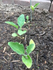 aubergineplantje