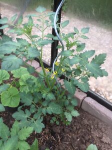 tomatenplantje in bloei
