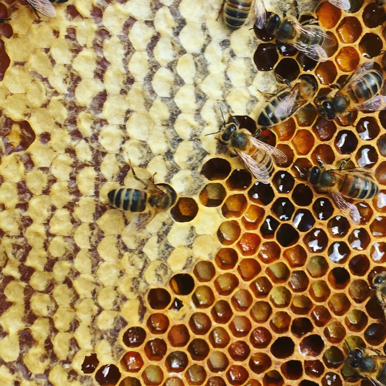 verzegelde honing en stuifmeel