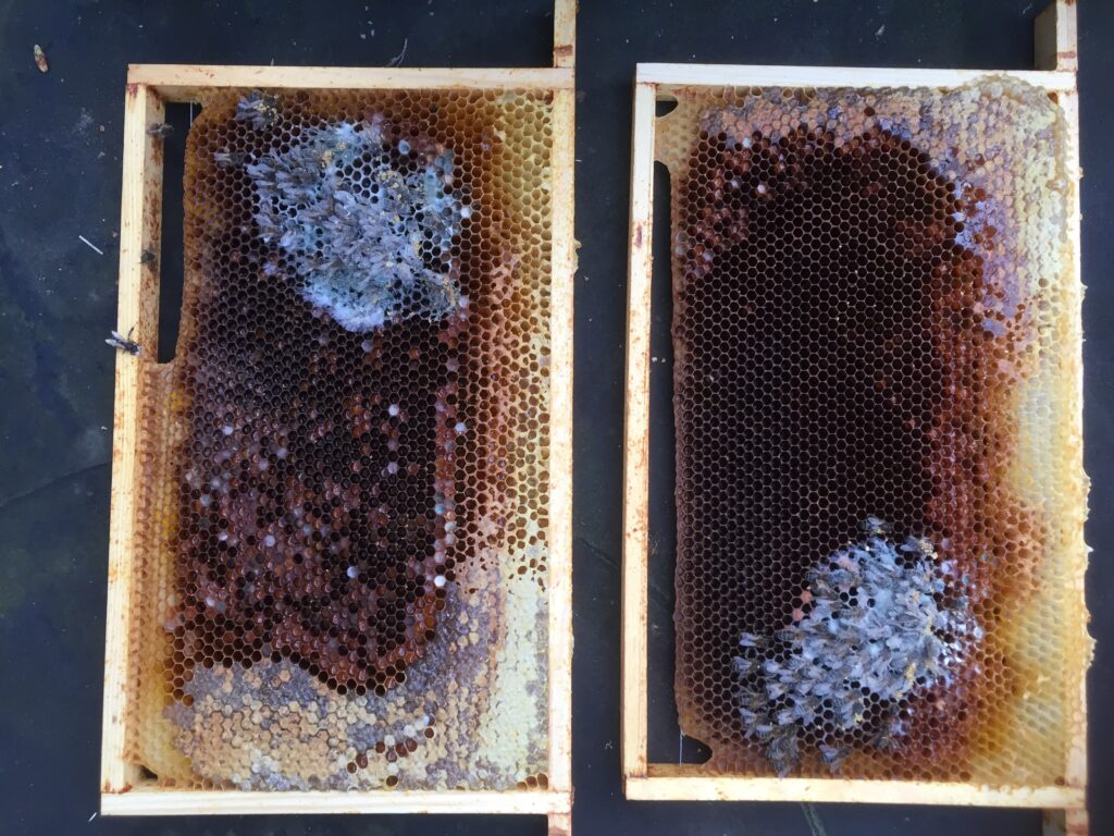 bijenvolk los van voer